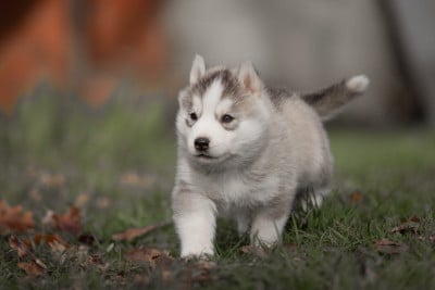 Les chiots de Siberian Husky