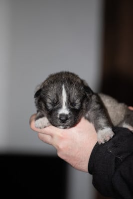 Les chiots de Siberian Husky