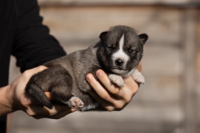 Les chiots de Siberian Husky