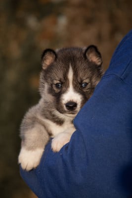 Les chiots de Siberian Husky