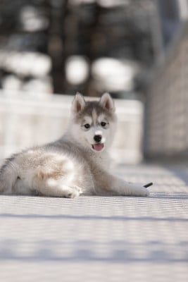Les chiots de Siberian Husky