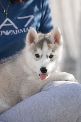 Les chiots de Siberian Husky