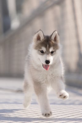 Les chiots de Siberian Husky