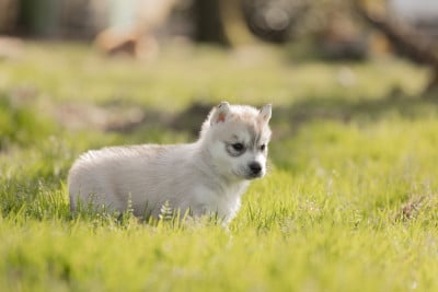 Les chiots de Siberian Husky