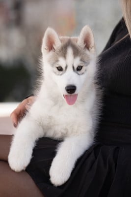 BEAUTIFUL SMILE - Siberian Husky