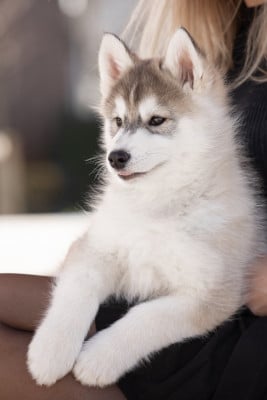 BE MY BABY - Siberian Husky
