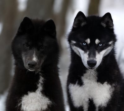 Les chiots de Siberian Husky