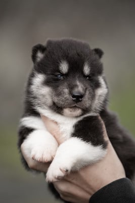 Les chiots de Siberian Husky