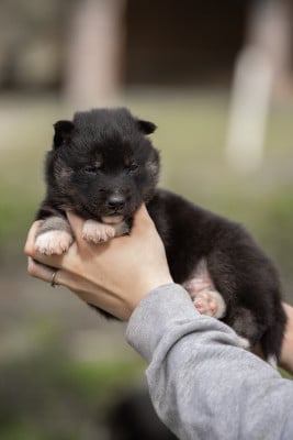 Les chiots de Siberian Husky