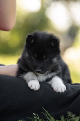 Les chiots de Siberian Husky