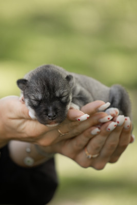Les chiots de Siberian Husky