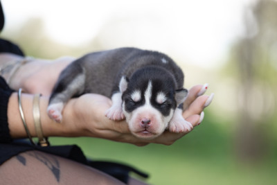 Les chiots de Siberian Husky