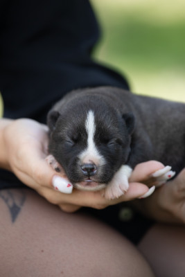 Les chiots de Siberian Husky