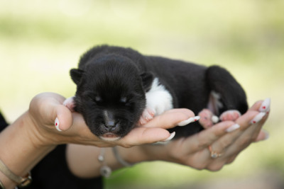 Les chiots de Siberian Husky