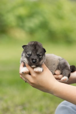 Les chiots de Siberian Husky