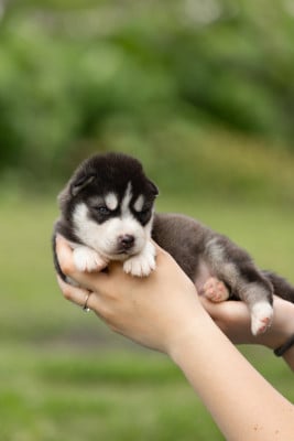 Les chiots de Siberian Husky