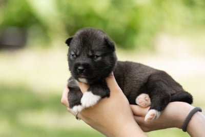 Les chiots de Siberian Husky