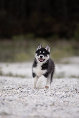 Les chiots de Siberian Husky