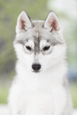 Les chiots de Siberian Husky