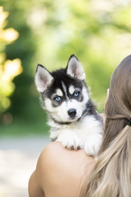 Les chiots de Siberian Husky