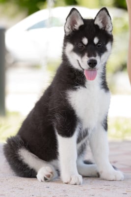 Les chiots de Siberian Husky