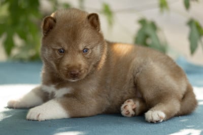 Les chiots de Siberian Husky