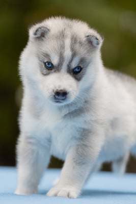 BLIZZARD IN THE NIGHT - Siberian Husky