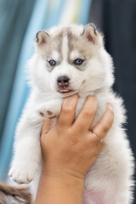 Les chiots de Siberian Husky