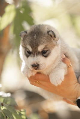 Siberian Husky