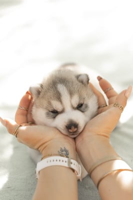 BEST OF THE BEST - Siberian Husky