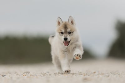 Les chiots de Siberian Husky