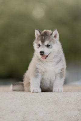 Les chiots de Siberian Husky