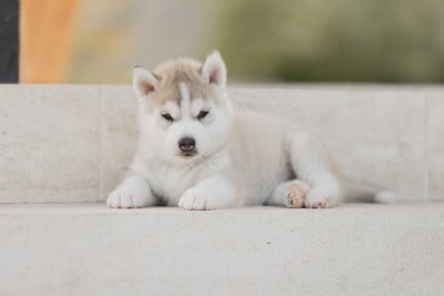 Les chiots de Siberian Husky