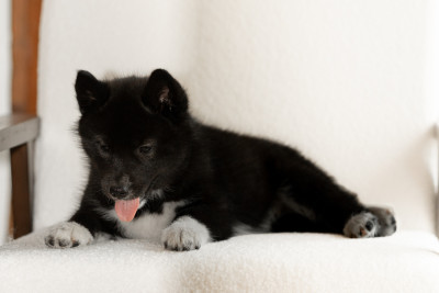 Les chiots de Siberian Husky