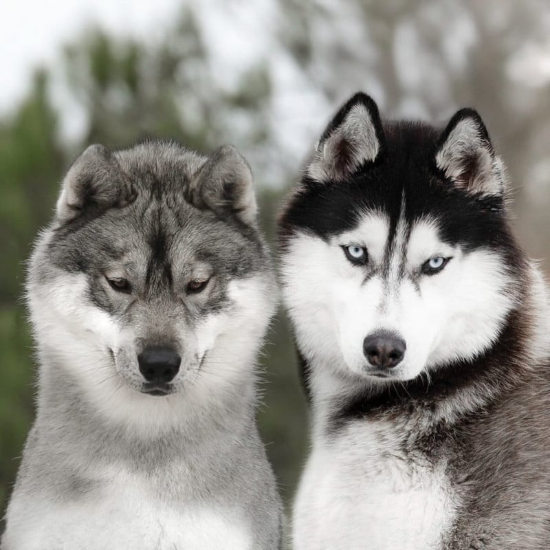 Siberian Husky - Of Umok's Dreams