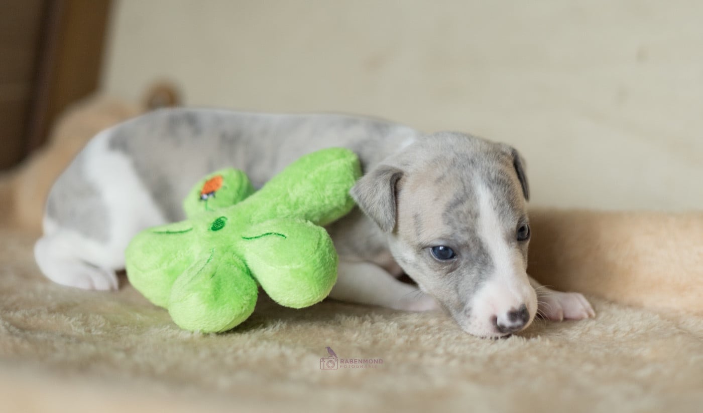 Bonheur de Tendresse