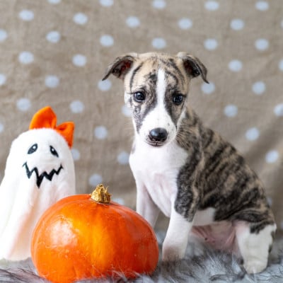 Les chiots de Whippet
