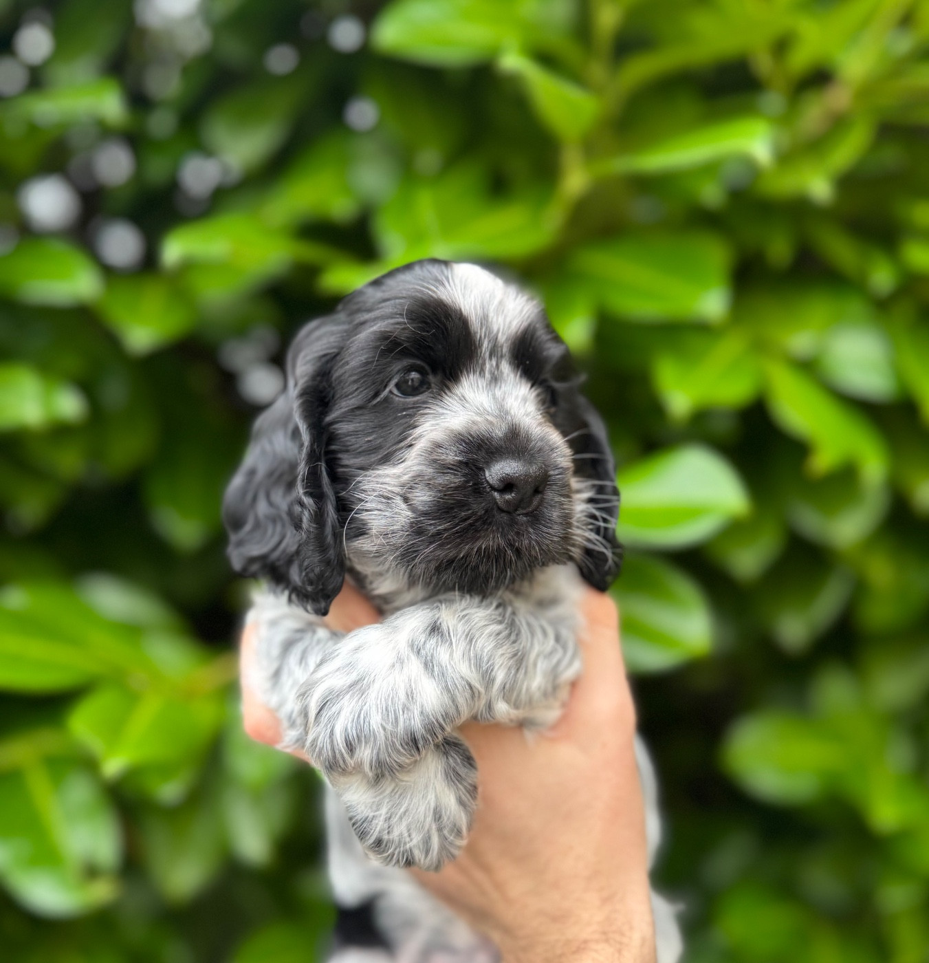 Yoshi la vallée de Rainbow