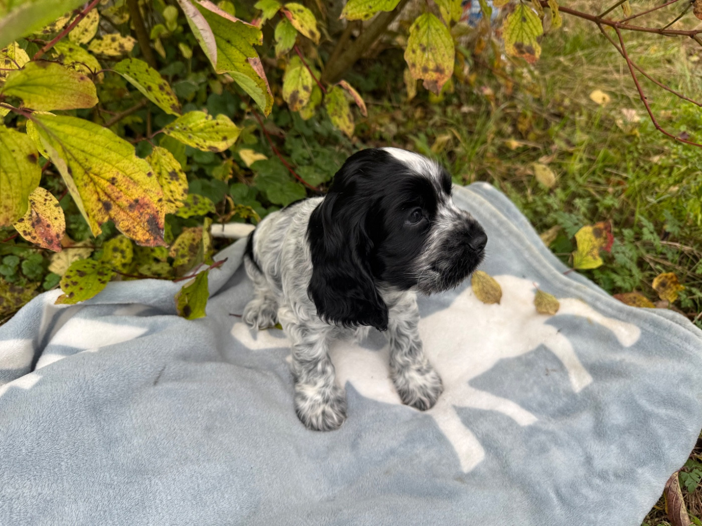 Yoshi la vallée de Rainbow