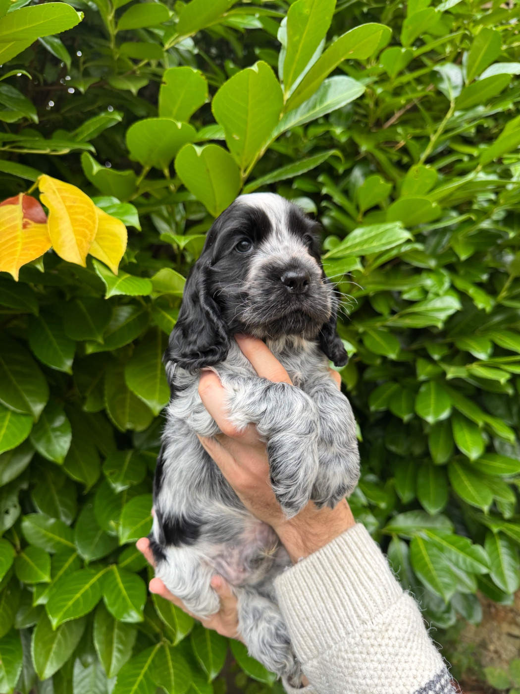 Yuzu la vallée de Rainbow