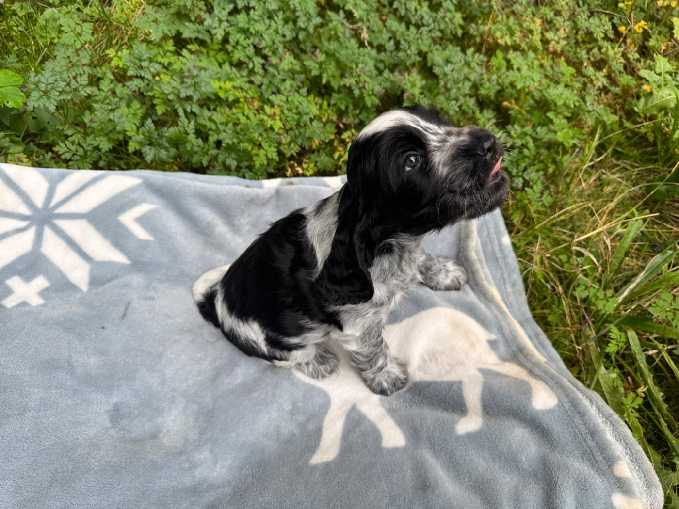 Yuzu la vallée de Rainbow