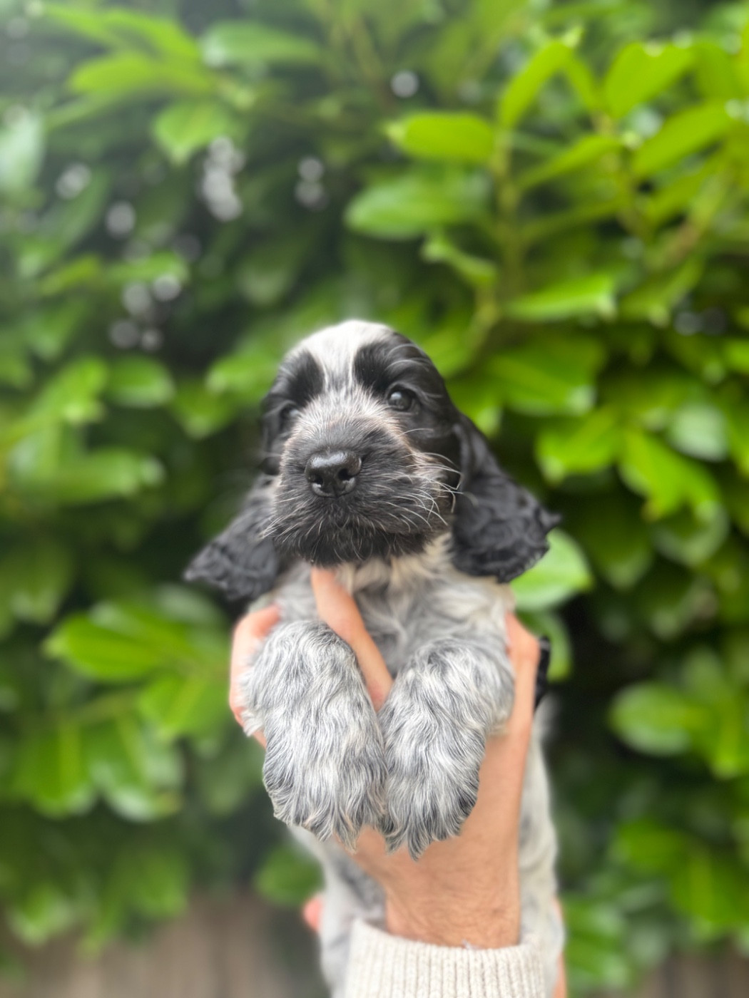 Ygor la vallée de Rainbow