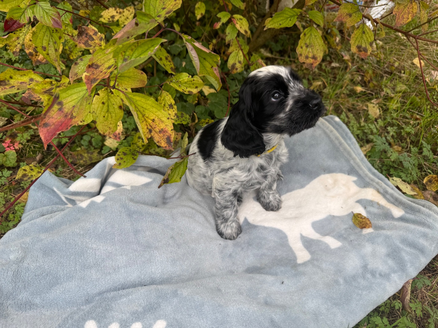 Ygor la vallée de Rainbow