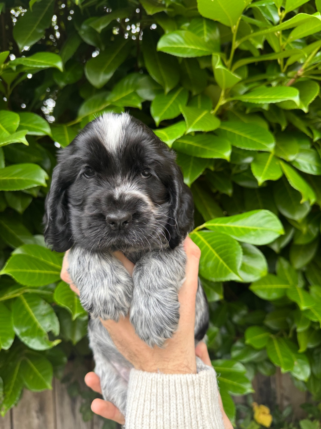 Yume la vallée de Rainbow