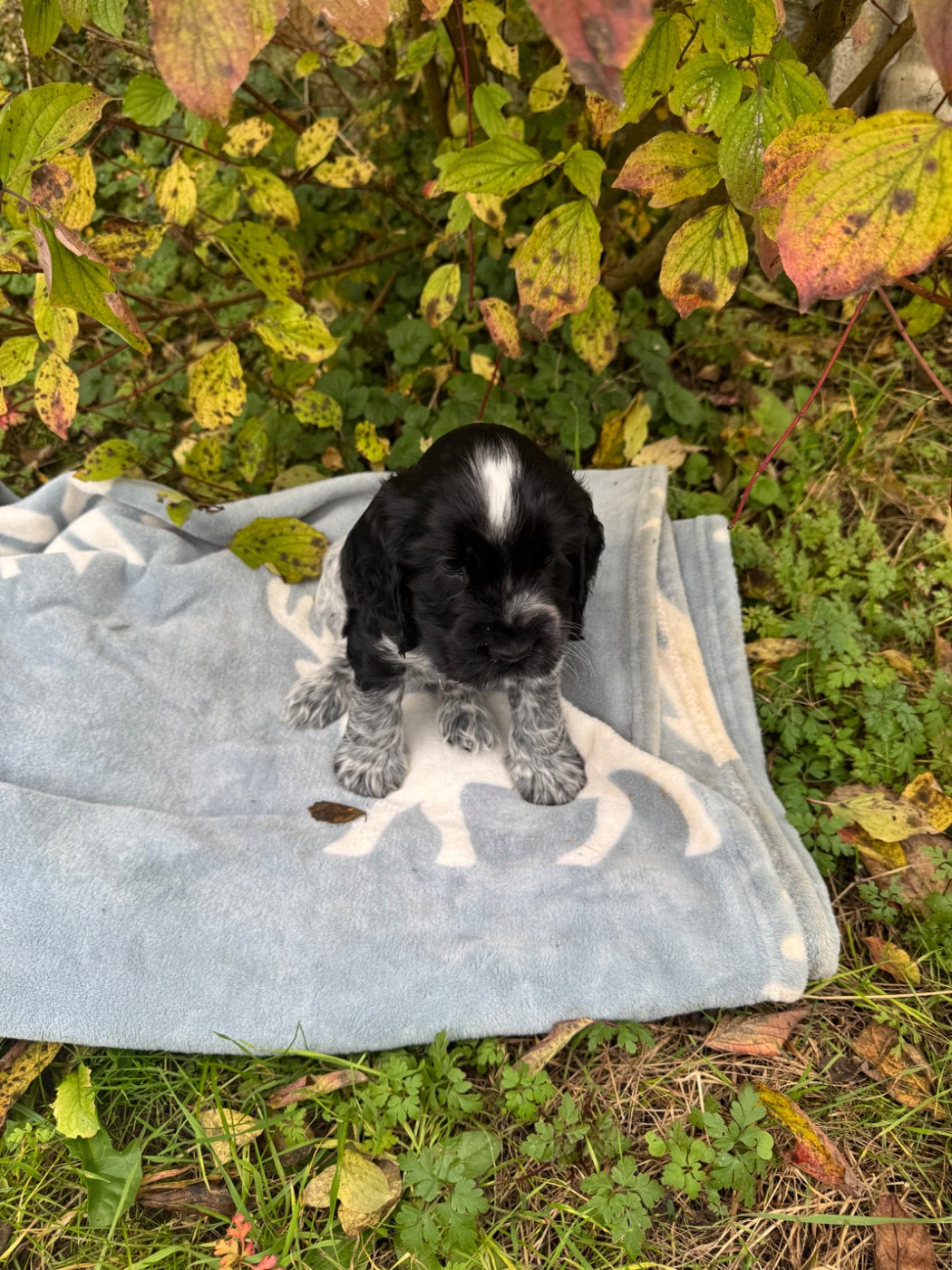 Yume la vallée de Rainbow