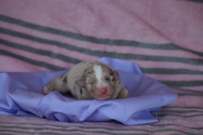 Les chiots de Berger Américain Miniature