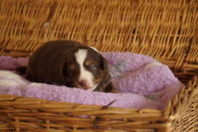Les chiots de Berger Américain Miniature 