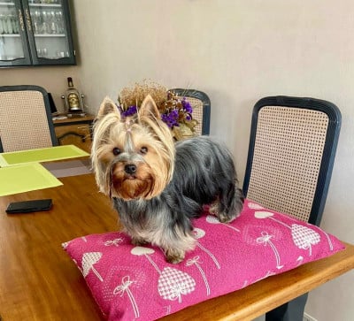 De La Mare Au Bois Madame