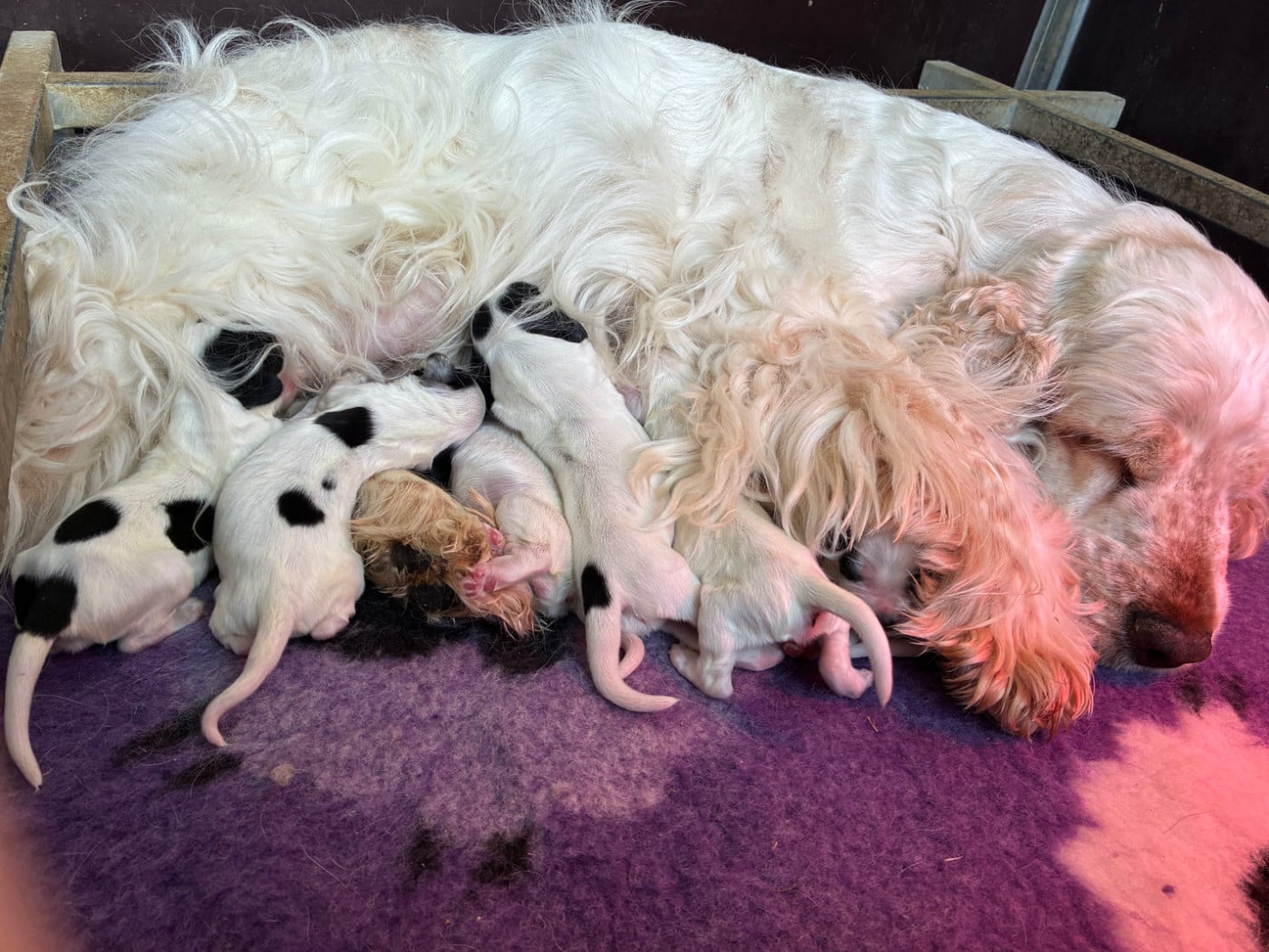 CHIOT 4 - Cocker Spaniel Anglais