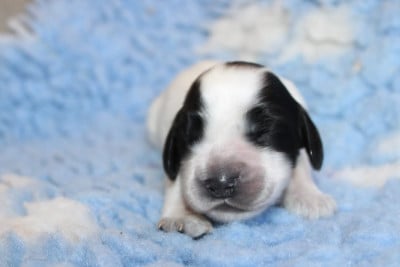 Les chiots de Cocker Spaniel Anglais
